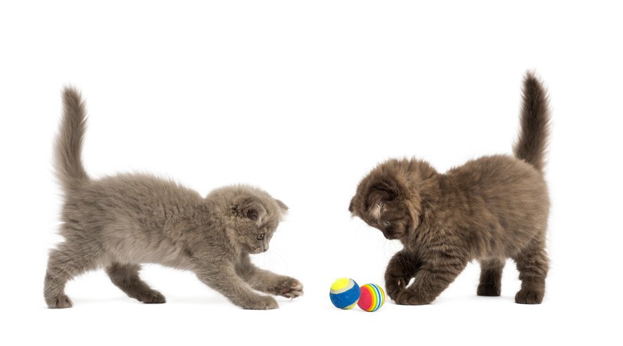 ボールで遊ぶ子猫たち