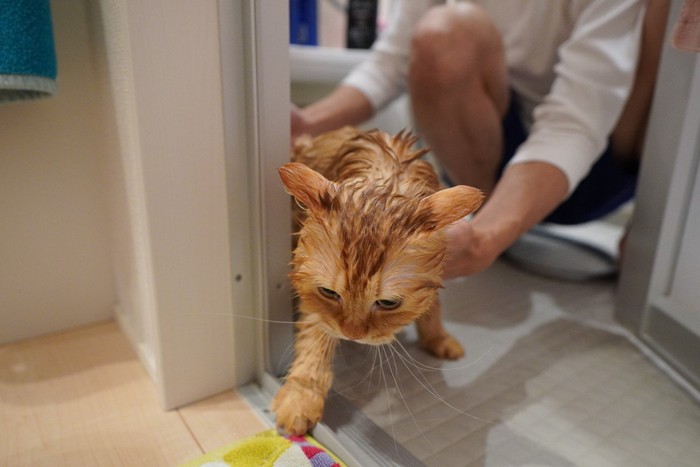 お風呂から出たがる猫