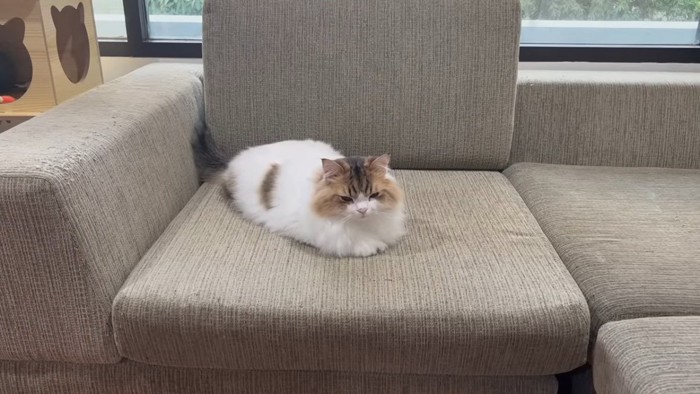 ソファーに座る猫