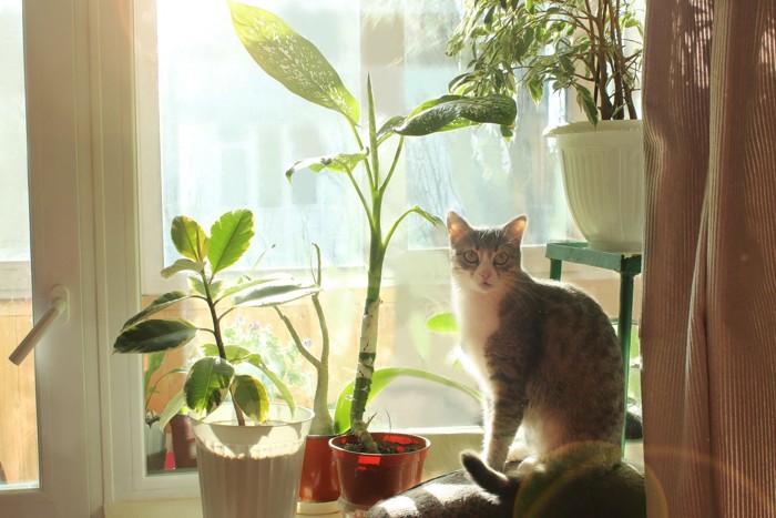 窓辺の観葉植物と猫