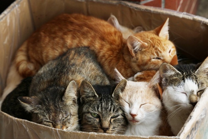 箱入りの野良猫5匹