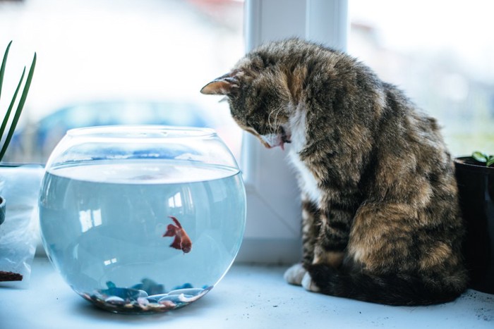 金魚鉢の中の金魚を見つめる猫