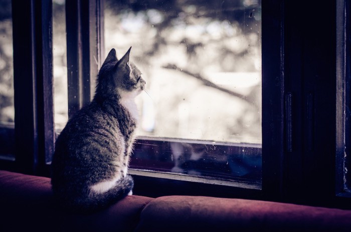 窓の外を見つめる子猫の後ろ姿