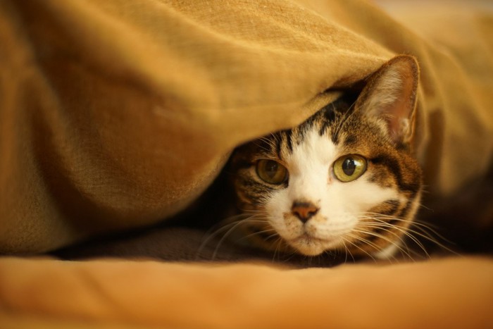 毛布を被せられた猫