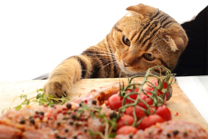 野菜を触る猫