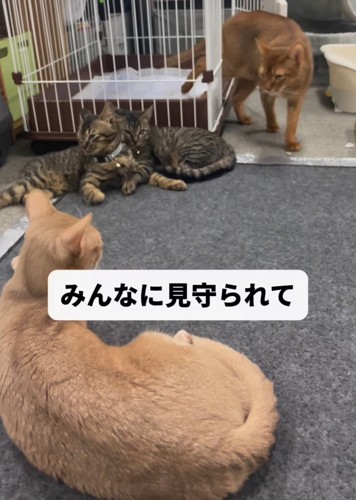 2匹の子猫と2匹の茶色の猫