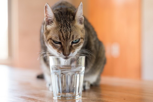 ガラスのコップの水を飲む猫