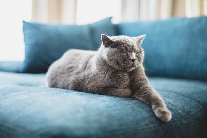 青いソファーで目をつむる猫