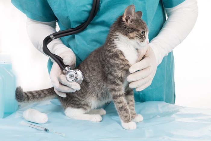 獣医師に診察される猫