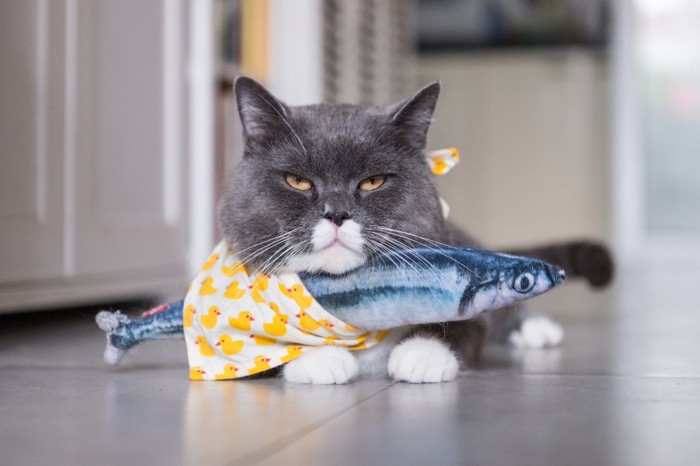 魚のおもちゃを持った猫
