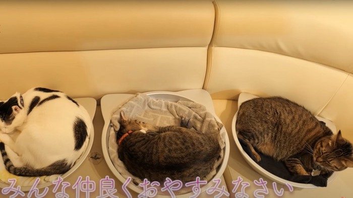 ねこ鍋と3匹の猫