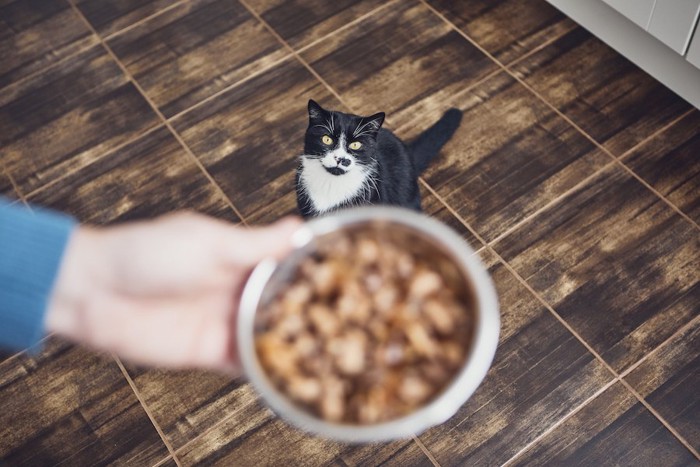 飼い主が持つご飯を待っている猫