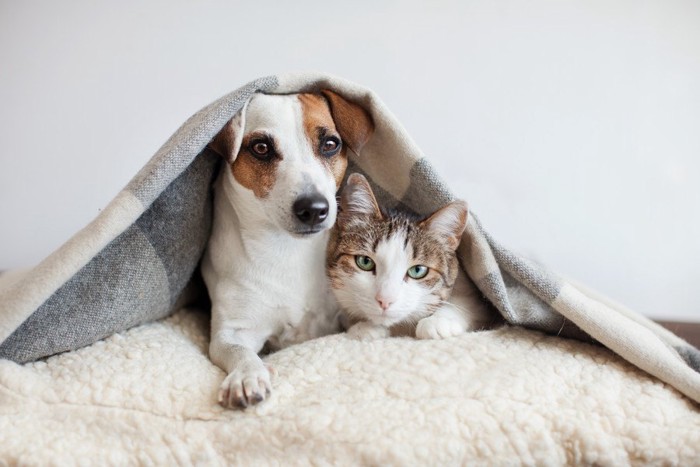 同じ布団でくつろぐ猫と犬