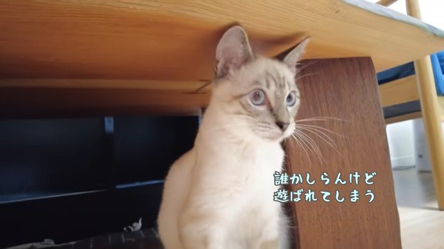 机の下の猫