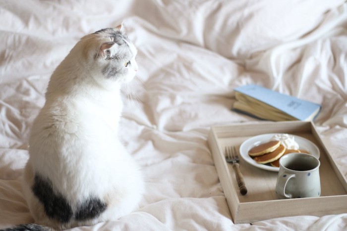 ベッドの上に置かれた朝食プレートを見つめる猫