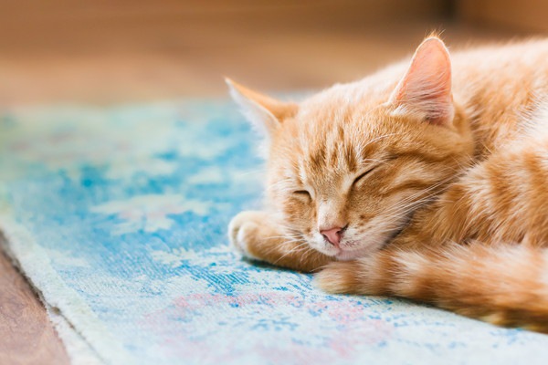 絨毯の上で寝る猫
