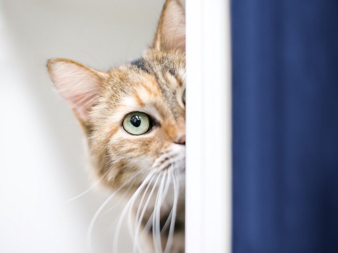 ドアの陰からこちらを見る猫