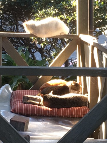 日向ぼっこしてる猫たち