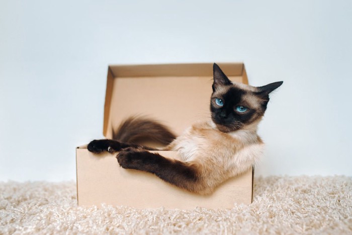 箱に入っているシャム猫