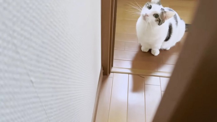 扉の前のブチ猫