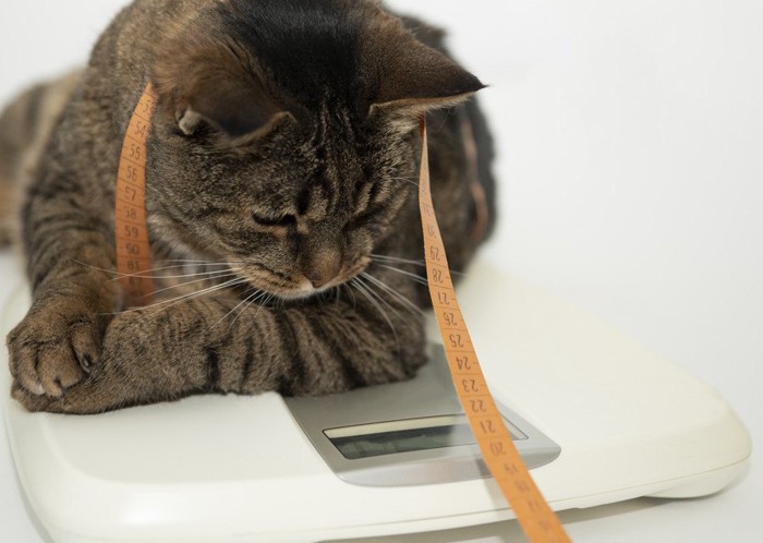 体重とにらめっこする猫