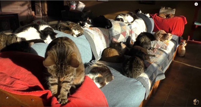 ソファでくつろぐ複数の猫