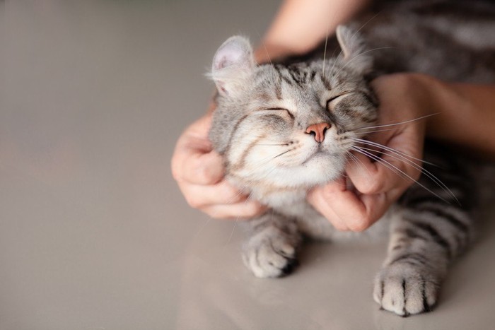両手で顔のまわりを撫でられる猫