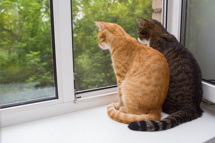 窓きわの猫たち