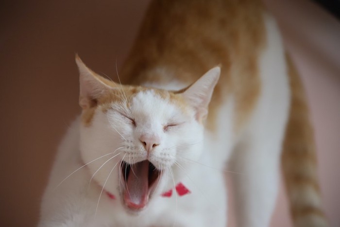 目を閉じてあくびをする茶白の猫