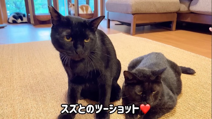 2匹の黒猫