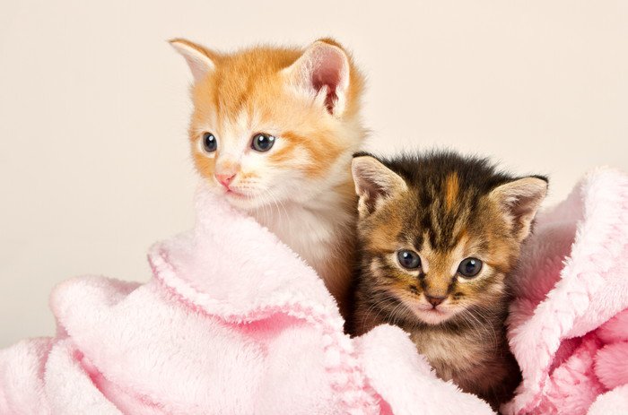 毛布に包まれた2匹の子猫