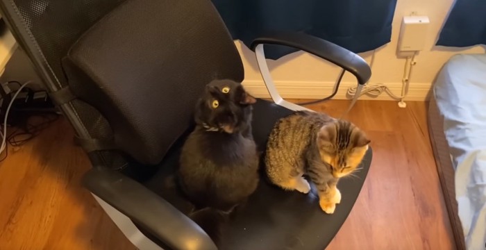 椅子の上に2匹の猫