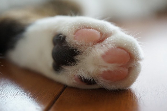 床の上の猫の足のアップ 黒とピンクの肉球