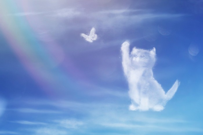 空で遊ぶ猫と蝶