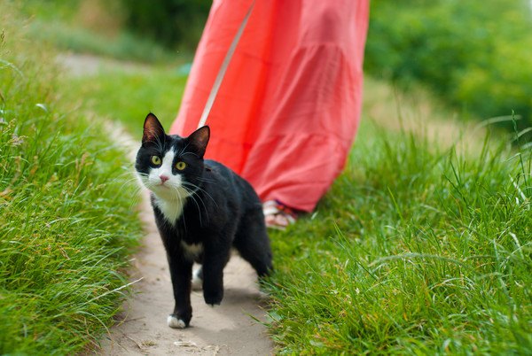 リードハーネスをつけた猫の散歩