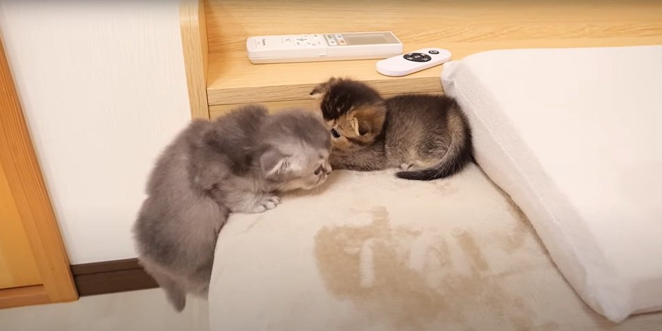 ベッドの上の子猫とベッドに登ろうとする子猫