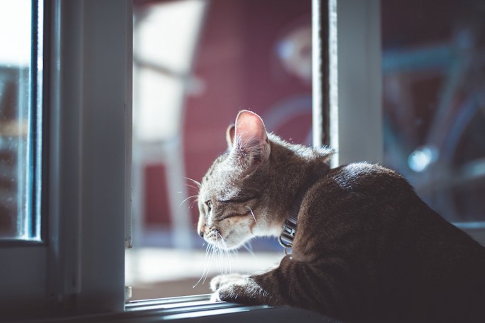 ペットフェンスのない開いている窓から外を眺める子猫