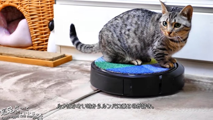 ロボット掃除機に乗る猫