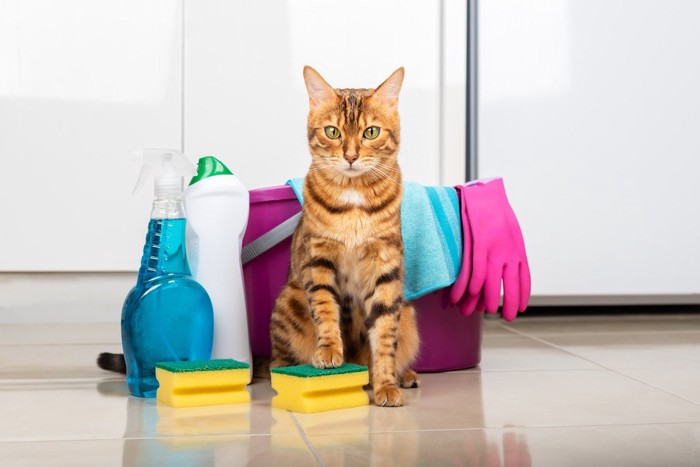 猫と掃除用具