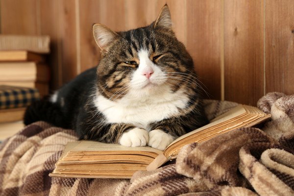 本の上で眠そうな猫