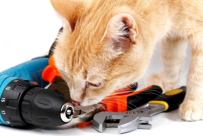 工具と猫