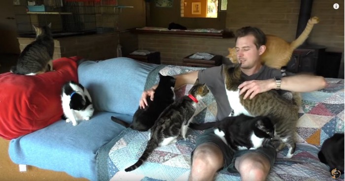 ソファに座る男性と複数の猫