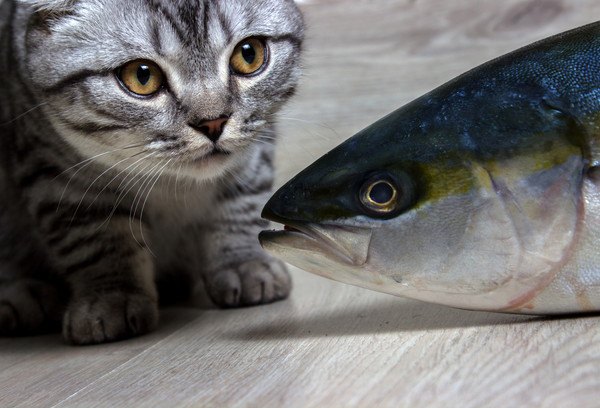 猫と青魚
