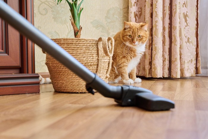 掃除機を見ている猫