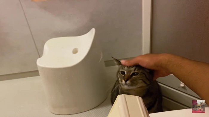 洗い場で撫でられる猫