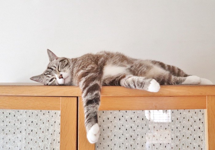 棚の上で横になっている猫