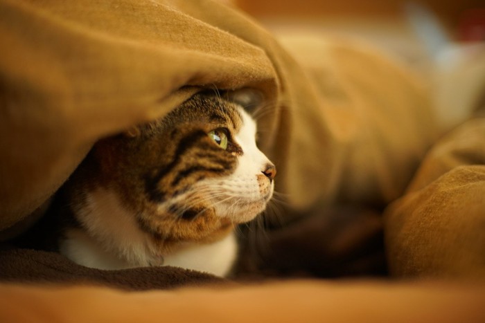 布団の中に包まる猫