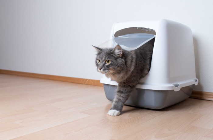 トイレする猫