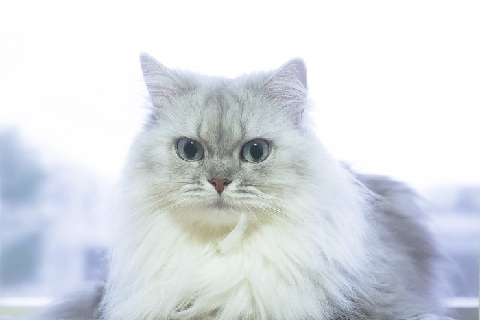 胸に毛玉ができた白い長毛のネコ