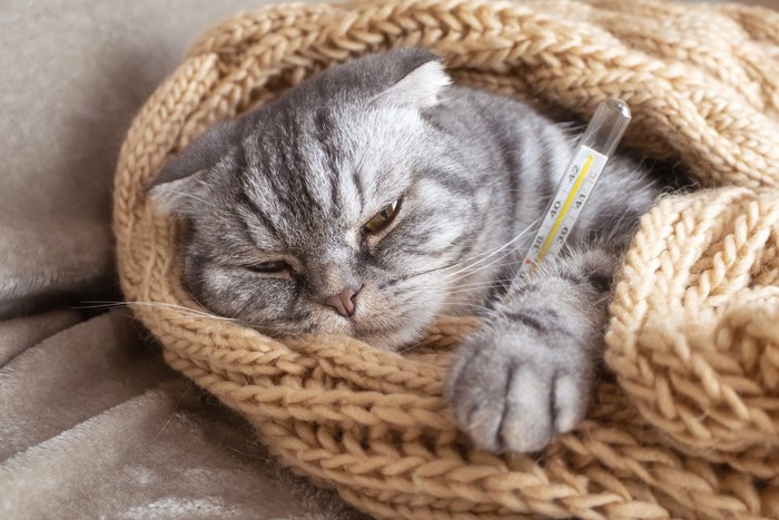 体温計で熱を測る猫